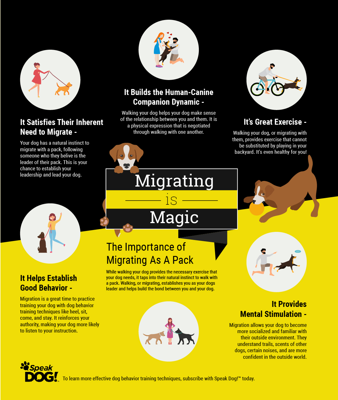 why it is important to walk your dog