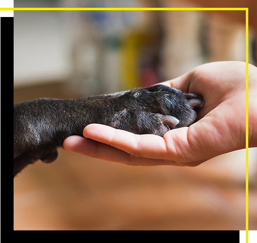 Image of a person teaching a dog to shake