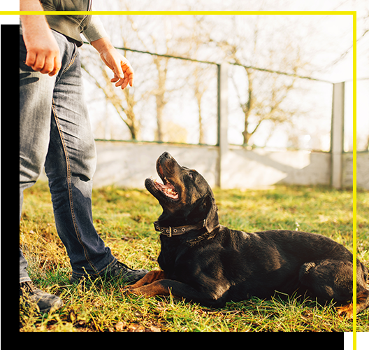 Image of a person training a dog to lay down