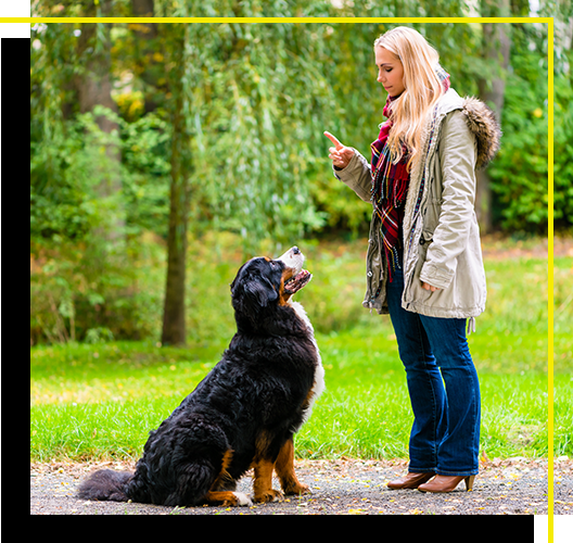 Image of a person training a dog to sit