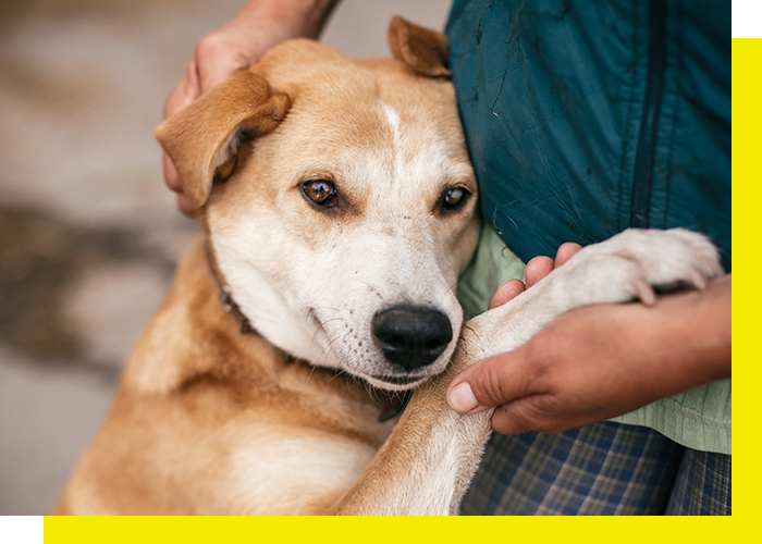 Person Petting a good dog