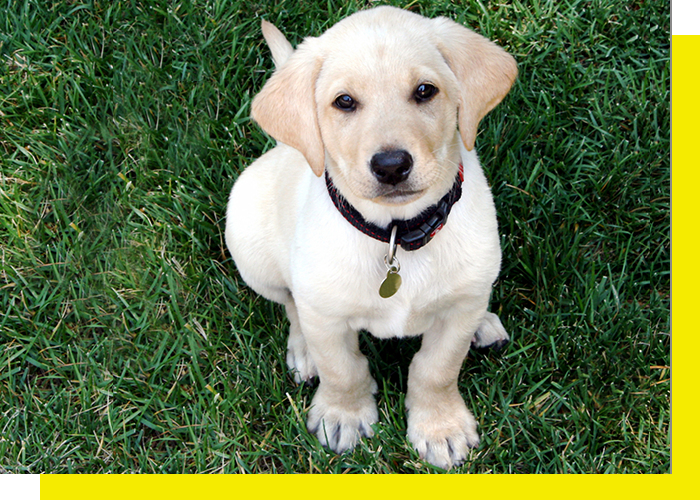 Image of a puppy sittin gin the grass